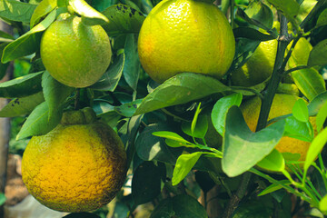 Indonesian local oranges that will soon ripen, with a green color that is starting to turn yellow.