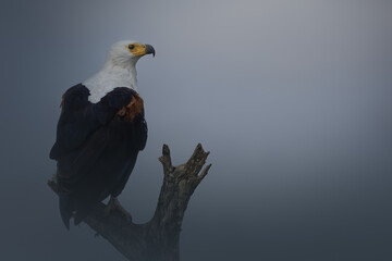 African Fish-Eagle, Afrikaanse zeearend, Haliaeetus vocifer
