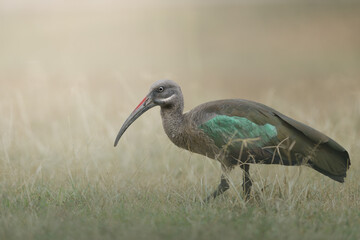 Glossy Ibis