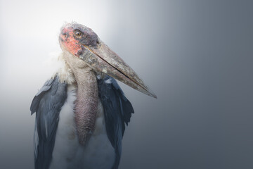 Marabou Stork