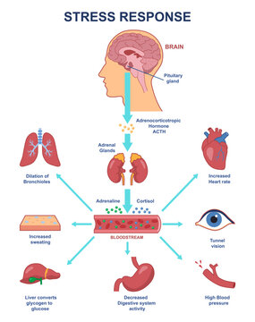 Stress response anatomical scheme. Nervous and humoral regulation of internal process of body. Adrenal glands produce adrenaline and cortisol under influence of ACTH. Cartoon flat vector illustration