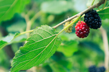 Mulberry fruit (Morus sp.) is a berry that comes from a tree called Morus Alba. In English, this fruit is known as mulberry.