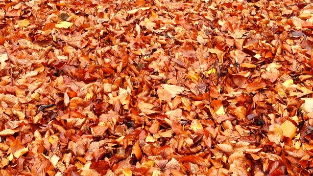 Autumn leaves in the woods.