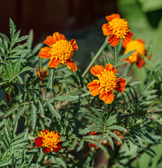 Flower bed of yellow and orange Marigold flowers (Tagetes erecta, Mexican, Aztec or African marigold). Sunny day. Natural light.