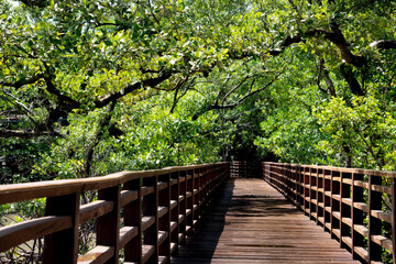 Red wooden bridge walkway leading straight out of the mangrove forest. Leaves and branches cover dense shade. At Phra Chedi Klang Nam, Pak Nam, Rayong, Thailand.