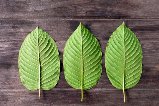 close up of green leaves kratom mitragyna speciosa.
