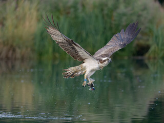 Osprey, Pandion haliaetus
