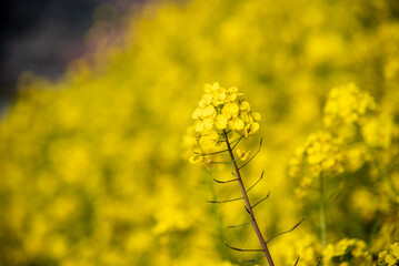 Obraz premium 菜の花