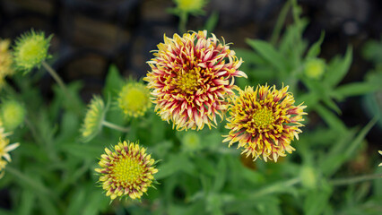 Gaillardia aristata starting to bloom