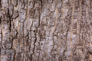 Old Wood Tree Texture Background Pattern. Tree bark.