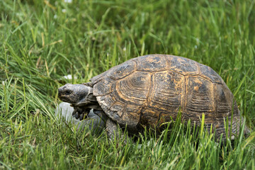 Big turtle in green grass close up.