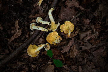 chanterelle mushroom gathering in nature