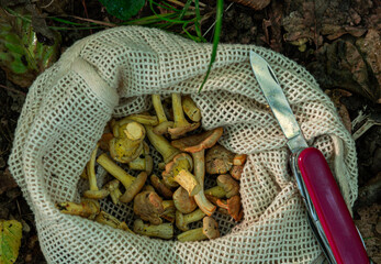 chanterelle mushroom gathering in nature