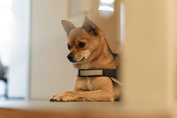 Chihuahua Dog guarding in workplace