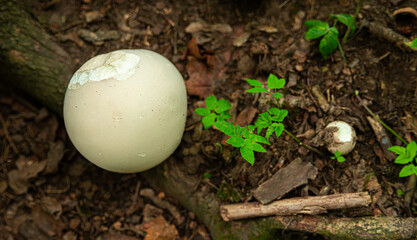 Calvatia Gigantea The Giant Puffball mushroom in forest 