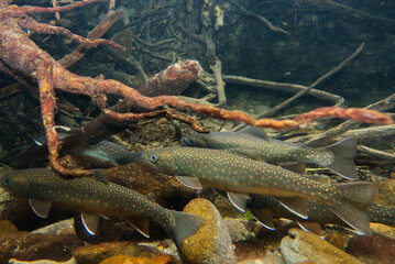 Underwater photography of Miyabei Wana in Lake Shikaribetsu, Hokkaido