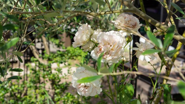 White roses reflected in the shaded sunlight
