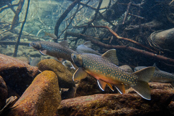 Underwater photography of Miyabei Wana in Lake Shikaribetsu, Hokkaido