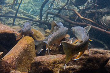 Fototapeta premium Underwater photography of Miyabei Wana in Lake Shikaribetsu, Hokkaido