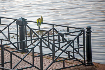 Two parakeets on a fence