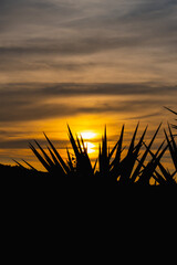 yellow sunset with a plant as a silhouette