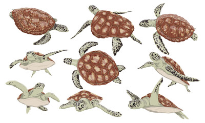 Set Green sea turtle. Green turtle, black turtle or Pacific green turtle and different poses. Realistic vector marine reptile.