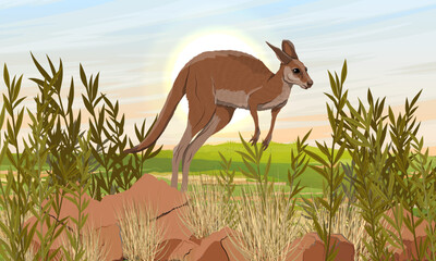 A large red kangaroo is jumping. Wild endemic species of animals of Australia. Realistic vector landscape with meadow, stones and plants.