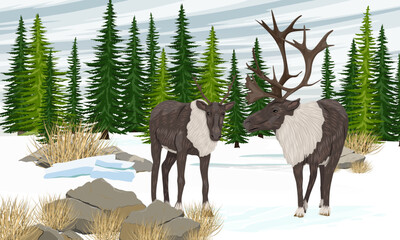 A pair of caribou reindeer stand in front of a spruce forest. Reindeer in winter. Realistic vector landscape