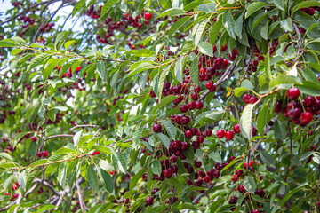Sour cherry hanging on tree branch