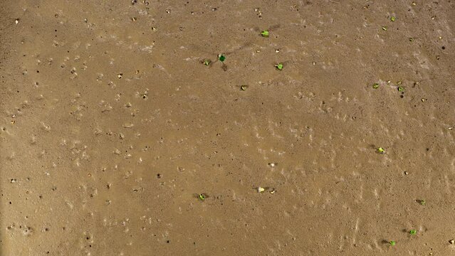 Salad Seedling Grow on Desert Cracked Soil in Time Lapse. Symbol of Climate Change and Drought. Cracked Earth and Ground. Ecology, Global Warming Concept