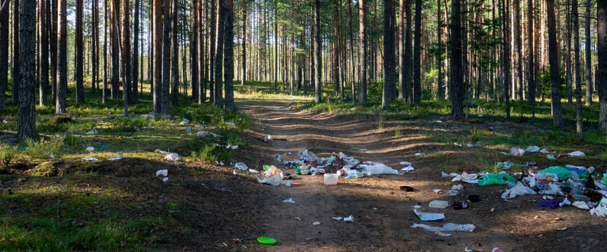 Garbage dump in a pine forest. The concept of ecology on the planet.