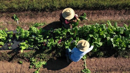 Overhead aerial view of two men picking vegetables on a farm in morning light wearing straw hats. - Powered by Adobe