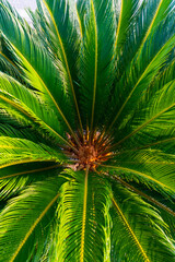 cycas revoluta plant from above
