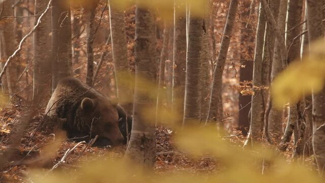 A bear resting and yawning in the woods.
