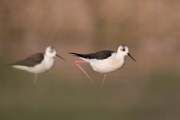 Colorful bird, Black-winged stilt (Himantopus himantopus).