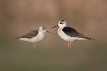 Colorful bird, Black-winged stilt (Himantopus himantopus).