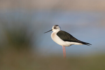 Colorful bird, Black-winged stilt (Himantopus himantopus).