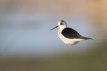 Colorful bird, Black-winged stilt (Himantopus himantopus).