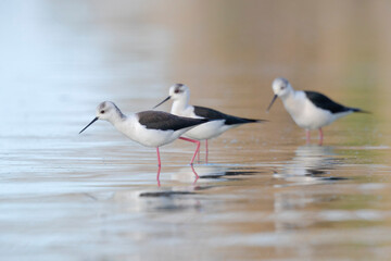 Colorful bird, Black-winged stilt (Himantopus himantopus).