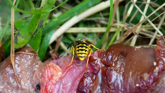 The wasp sits on raw meat. An insect eats a dead animal.
