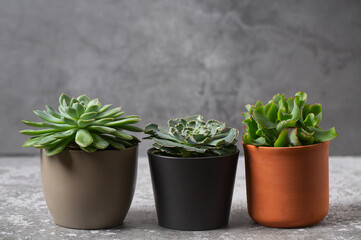 variety of succulent plants on grey surface. Empty space for your text.