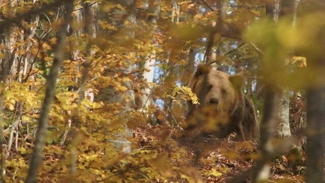 The brown bear resting in a wild forest in the autumn day.
