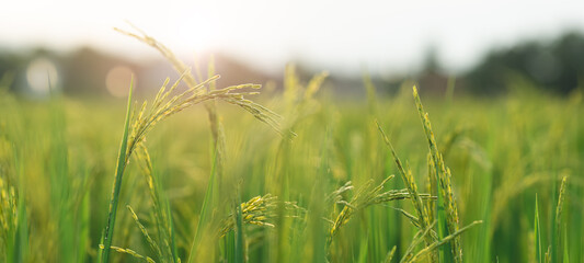 Rice seedlings in a beautiful rice field There is a warm light in the evening with copy space