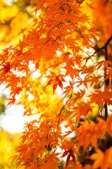 Beautifull Maple Leaf in autumn at Showa Memorial Park, Tachikawa, Tokyo, Japan