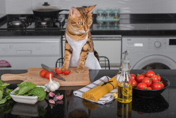The cat cook at the kitchen table on which the ingredients for cooking lie.