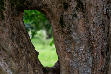 close up view from inside the tree with hollow. Unusual inside view of tree trunk. It is a summer sunny day. Blurred trees are visible in the background.