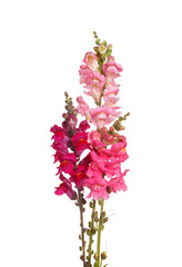 Three stems with pink, red, purple and yellow flowers of snapdragons (Antirrhinum majus) isolated
