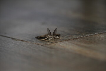 closeup of spongy moth