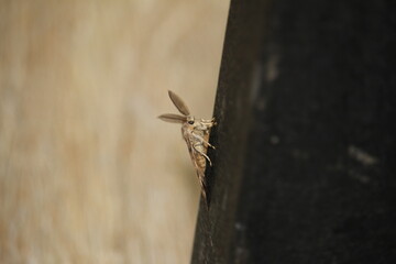 closeup of spongy moth