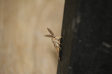 closeup of spongy moth